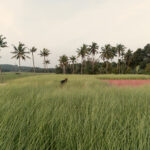 בית הנבלע בקרקע: Alarine Earth Home / Zarine Jamshedji Architects