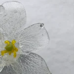 הפרח ההופך לשקוף כאשר יורד עליו גשם