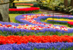 פארק Keukenhof לפרחי הצבעונים הגדול ביותר בעולם