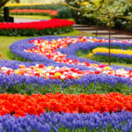 פארק Keukenhof לפרחי הצבעונים הגדול ביותר בעולם