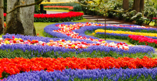 פארק Keukenhof לפרחי הצבעונים הגדול ביותר בעולם