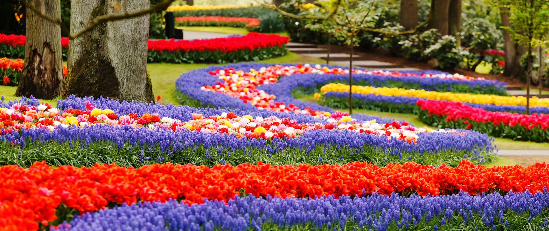 פארק Keukenhof לפרחי הצבעונים הגדול ביותר בעולם