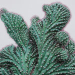 עובדות מרתקות על קקטוסים, פסלי הטבע