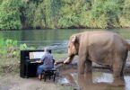 הפסנתרן הבריטי Paul Barton מנגן בפני פילים