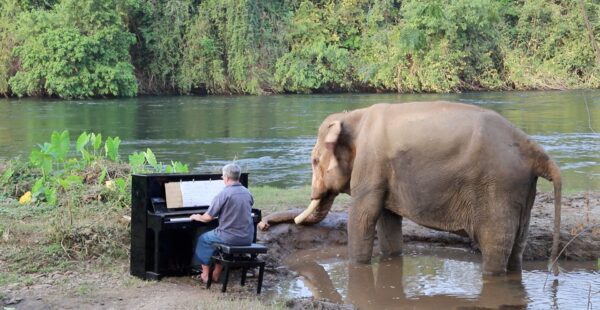 הפסנתרן הבריטי Paul Barton מנגן בפני פילים