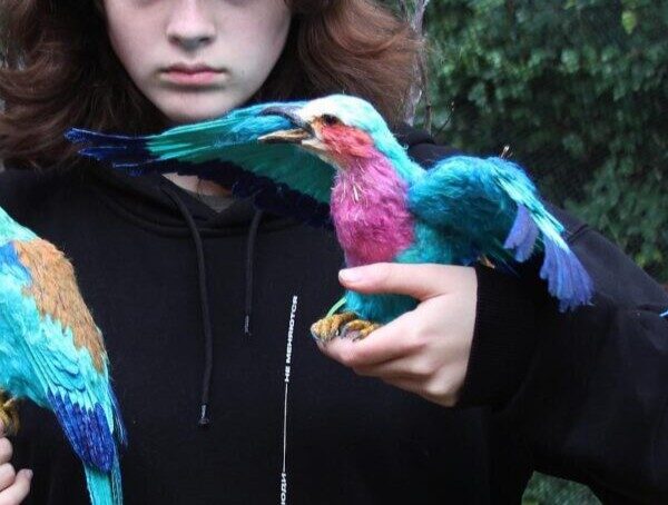 בעלי החיים מחוטים, שיוצרת האמנית מנס ציונה