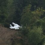 פסלי ידיים במקדש של אל הרגליים