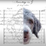 הקומפוזיטור נועם אוקסמן, מקדיש יצירות מוזיקליות לחיות מחמד