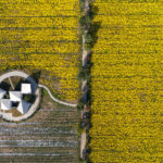 הספרייה בשדה פרחי החרצית