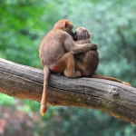 טקסי ההזדווגות המוזרים ביותר בממלכת החיות