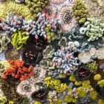 התפר בין הטבעי ליד האדם, אצל אמנית הטבע השבדית