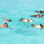 האי הפרטי של החזירים באיים הקריבים