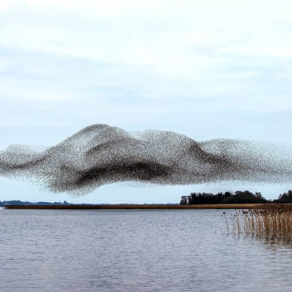 האומנות שיוצרות הציפורים בטבע