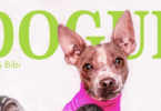 כאשר Vogue החליטו להוציא מגזין אופנה לכלבים: Dogue