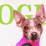 כאשר Vogue החליטו להוציא מגזין אופנה לכלבים: Dogue