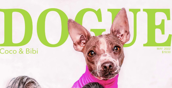 כאשר Vogue החליטו להוציא מגזין אופנה לכלבים: Dogue