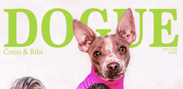 כאשר Vogue החליטו להוציא מגזין אופנה לכלבים: Dogue