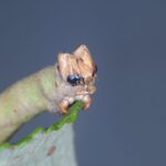 פרפרים וזחלים שהם אמני ההסוואה בטבע