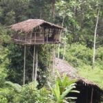 שבט בגינאה החדשה, מתגורר על עצים בגובה של עד 42 מטר