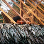 אנשי היאנומאמי חיים בקיבוץ בנוסח האמזונס