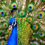 בעלי חיים שבחרו לעצמם צבע שונה משאר בני מינם