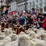 רחובות מדריד שקקו אתמול מאות כבשים ועזים