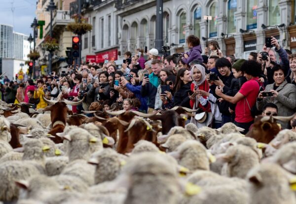 רחובות מדריד שקקו אתמול מאות כבשים ועזים