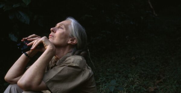 Jane Goodall החוקרת והפעילה הנודעת לשימור השימפנזים, נפטרה בת 91