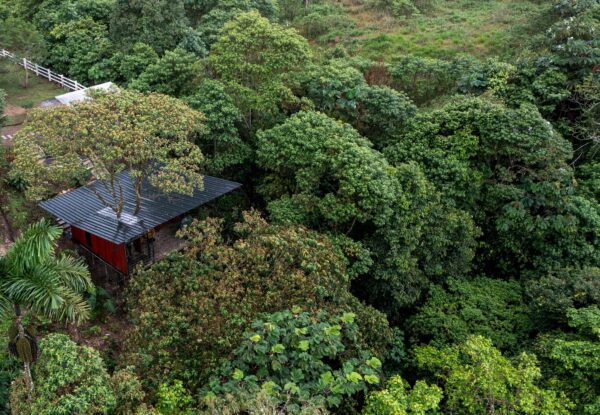 בקתת נופש על צמרות העצים בג'ונגל באמזונס