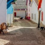 "קוזי" היא עיר שלימה שנבנתה רק עבור עיזים