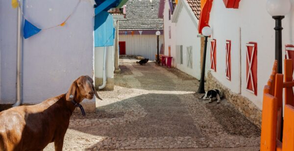 "קוזי" היא עיר שלימה שנבנתה רק עבור עיזים