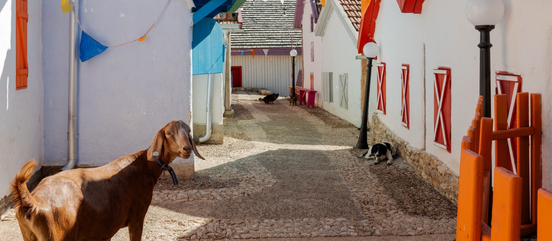 "קוזי" היא עיר שלימה שנבנתה רק עבור עיזים
