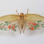 החרקים המעוטרים של Akihiro Higuchi