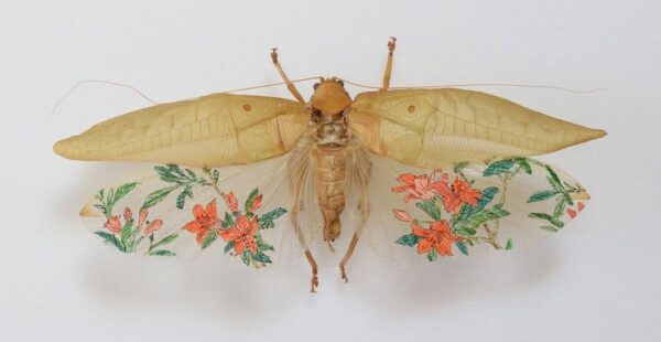 החרקים המעוטרים של Akihiro Higuchi