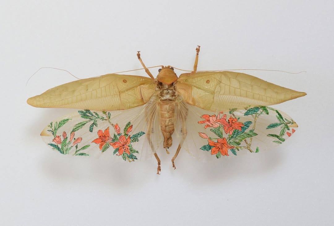 החרקים המעוטרים של Akihiro Higuchi