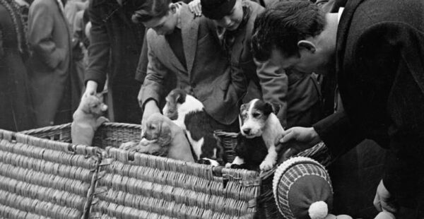 השוק לבעלי חיים בלונדון, שמכר מציפור ועד לגור אריה