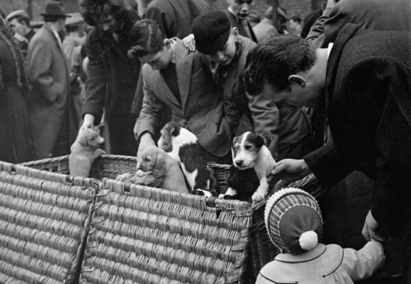 השוק לבעלי חיים בלונדון שמכר הכול – מציפור שיר ועד גור אריה