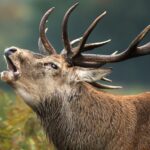 בואו להשתעשע בהרג חיות בר: נפתח יריד הציד הגדול באירופה