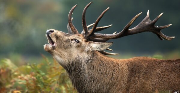 בואו להשתעשע בהרג חיות בר: נפתח יריד הציד הגדול באירופה