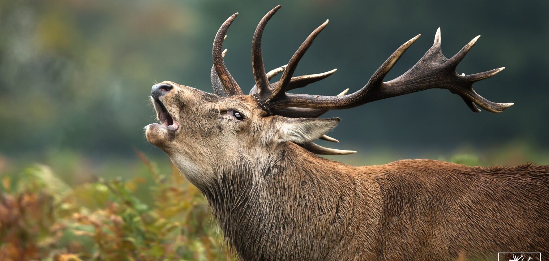 בואו להשתעשע בהרג חיות בר: נפתח יריד הציד הגדול באירופה