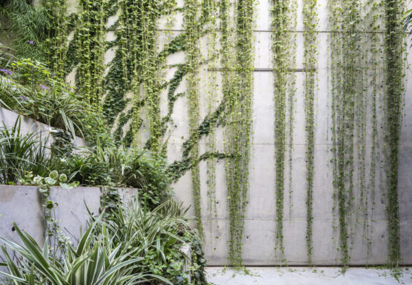 תכנון עם שורשים: עצים ונוף כמרכיב רגשי וחווייתי בתכנון הבית