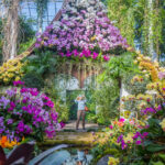 תערוכת סחלבים אימרסיבית הופכת את ניו-יורק לנוף פרחוני