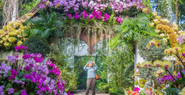 תערוכת סחלבים אימרסיבית הופכת את ניו-יורק לנוף פרחוני