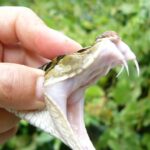 יין נחשים יפני: בין מסורת לאכזריות