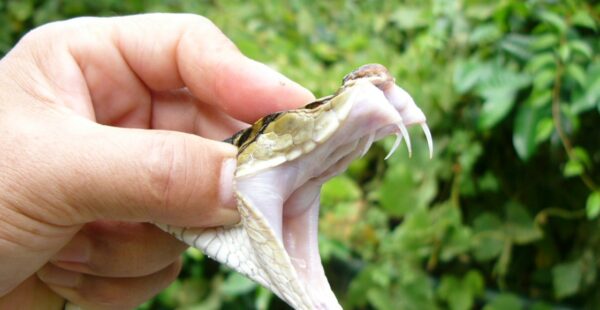 יין נחשים יפני: בין מסורת לאכזריות