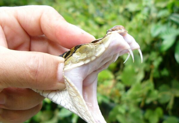 יין נחשים יפני: בין מסורת לאכזריות