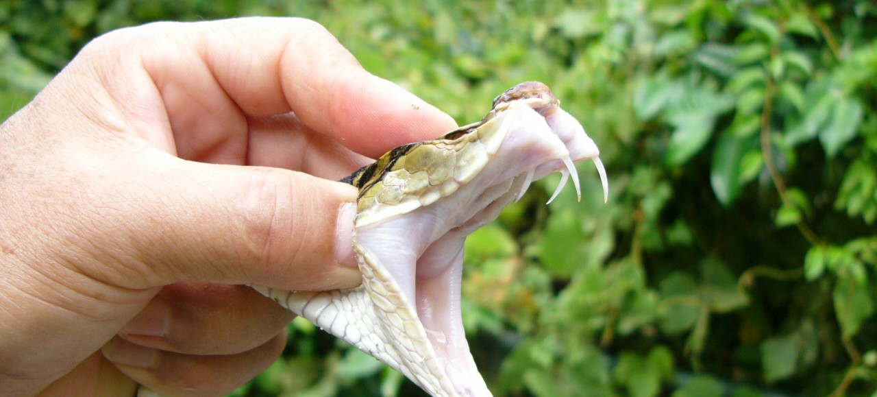 יין נחשים יפני: בין מסורת לאכזריות