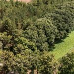 מגדל התצפית לטבע – מיועד גם לבעלי חיים