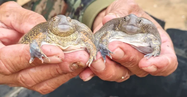 מהיער לשוק: גורלה של הצפרדע שמתנפחת ומגיעה לצלחת