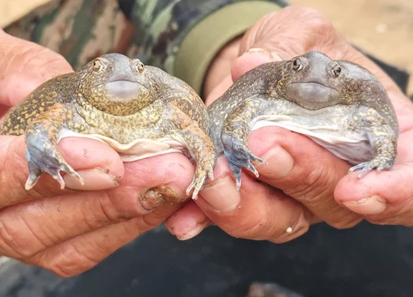 מהיער לשוק: גורלה של הצפרדע שמתנפחת ומגיעה לצלחת